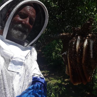 bee removal near me