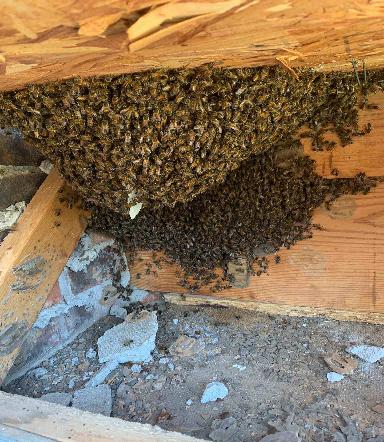 remove bees from roof
